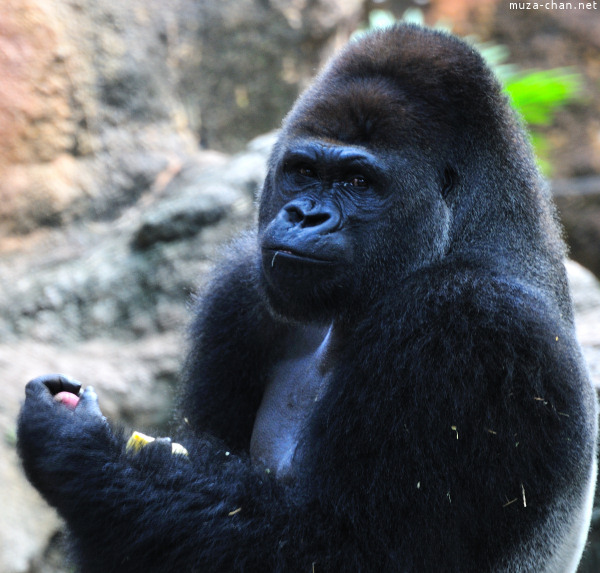 Ueno Zoo Gorilla