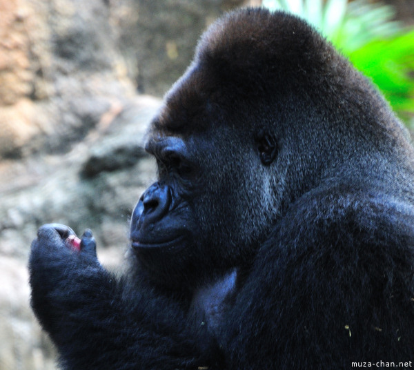 Ueno Zoo Gorilla