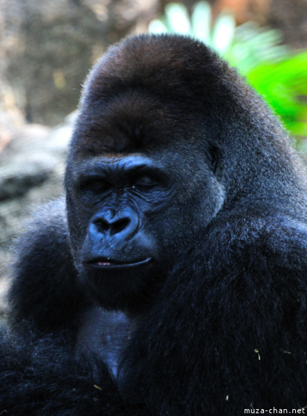 Ueno Zoo Gorilla