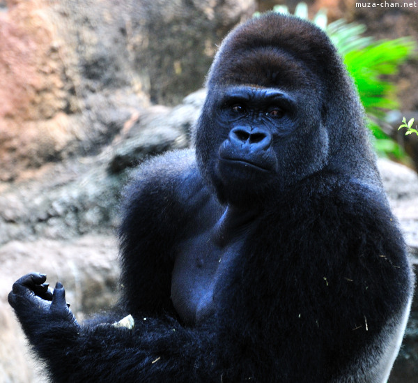 Ueno Zoo Gorilla