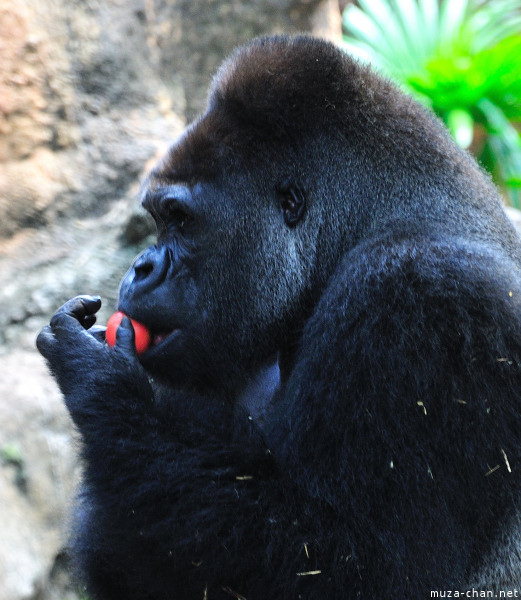 Ueno Zoo Gorilla