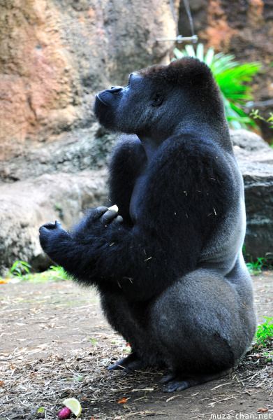 Ueno Zoo Gorilla