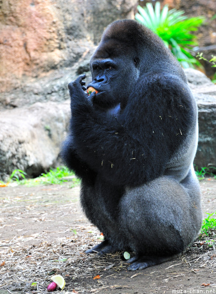 Ueno Zoo Gorilla