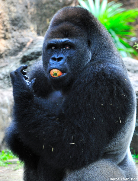 Ueno Zoo Gorilla