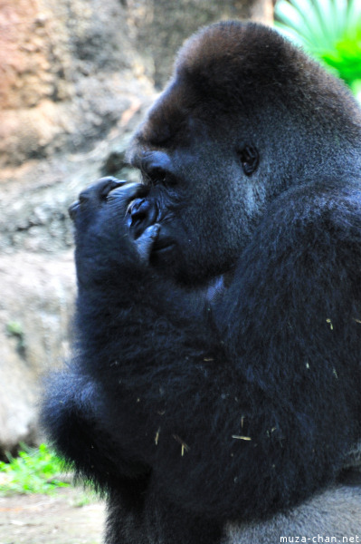 Ueno Zoo Gorilla