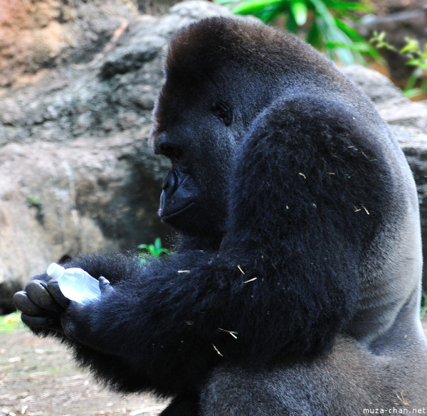 Ueno Zoo Gorilla