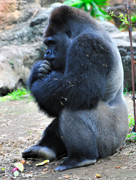 Ueno Zoo Gorilla