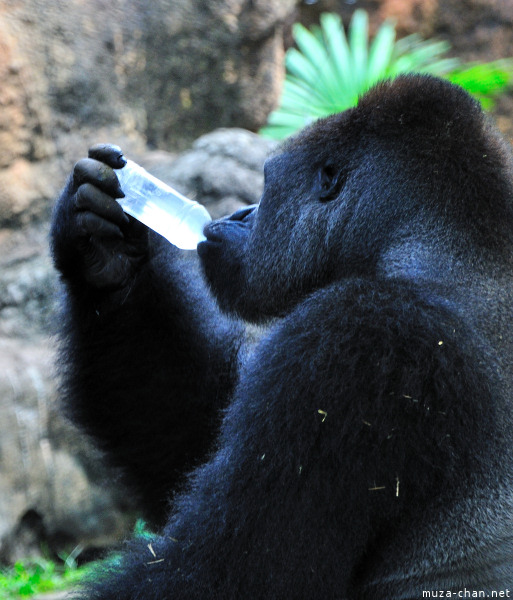 Ueno Zoo Gorilla