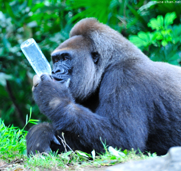 Ueno Zoo Gorilla