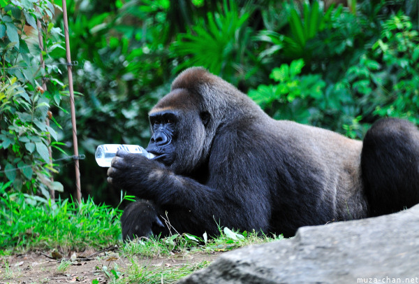 Ueno Zoo Gorilla