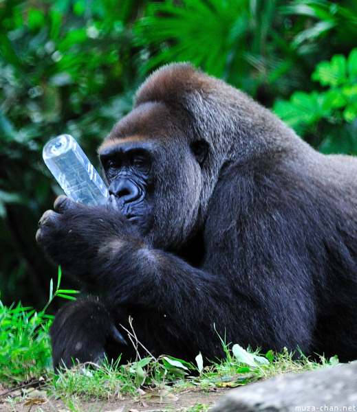 Ueno Zoo Gorilla