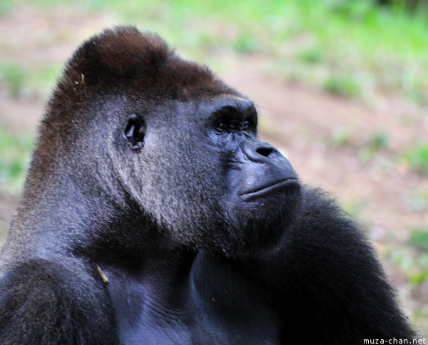 Ueno Zoo Gorilla