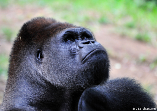 Ueno Zoo Gorilla