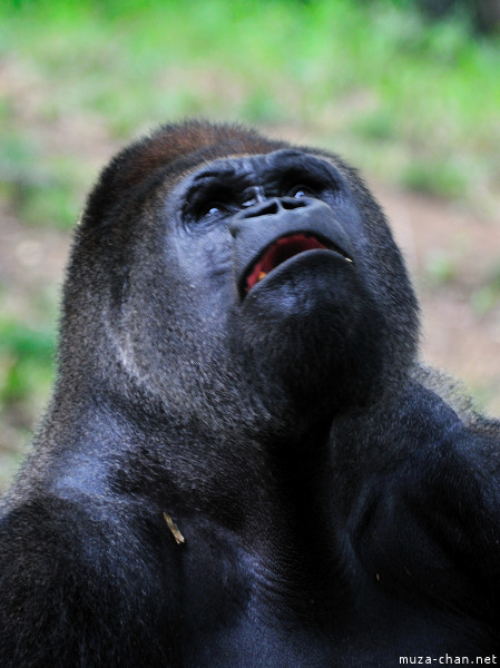 Ueno Zoo Gorilla