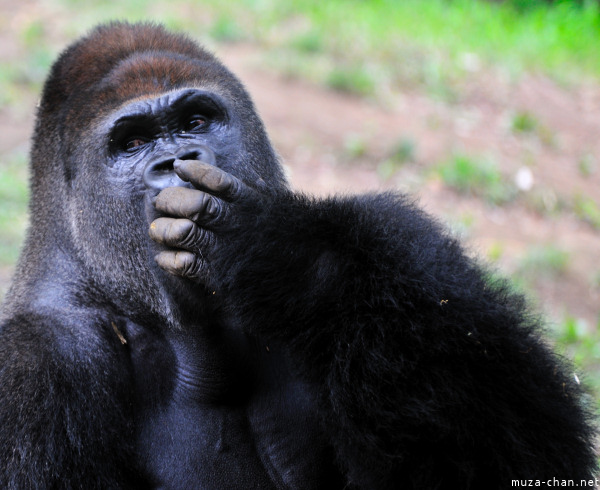 Ueno Zoo Gorilla