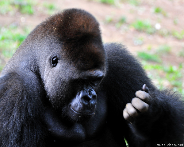 Ueno Zoo Gorilla