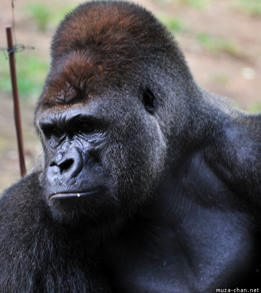 Ueno Zoo Gorilla