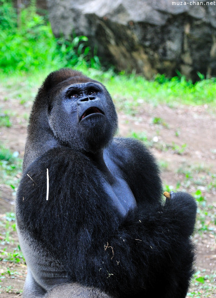 Ueno Zoo Gorilla