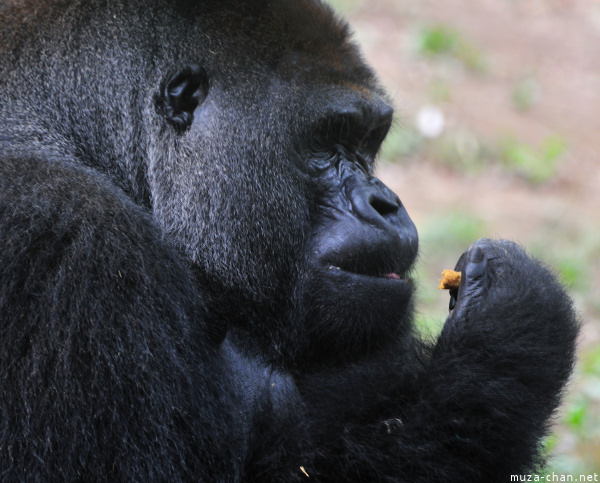 Ueno Zoo Gorilla