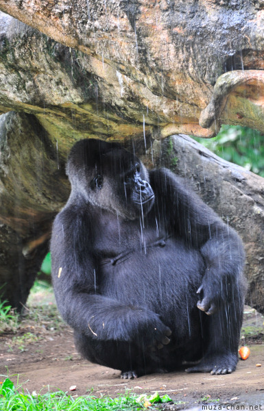 Ueno Zoo Gorilla