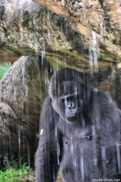 Ueno Zoo Gorilla