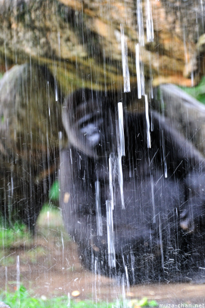 Ueno Zoo Gorilla