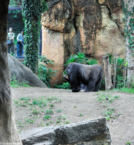 Ueno Zoo Gorilla