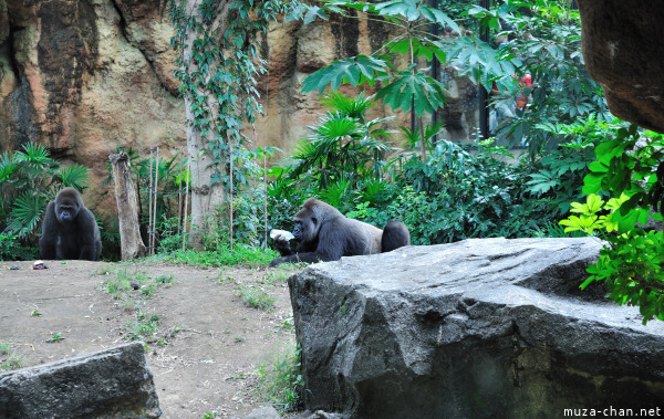 Ueno Zoo Gorilla