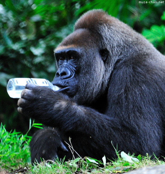 Ueno Zoo Gorilla