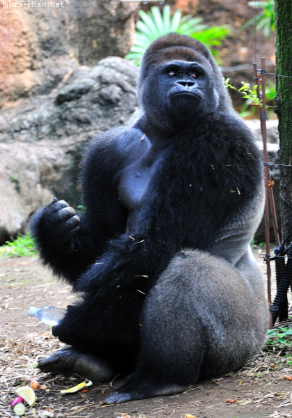 Ueno Zoo Gorilla