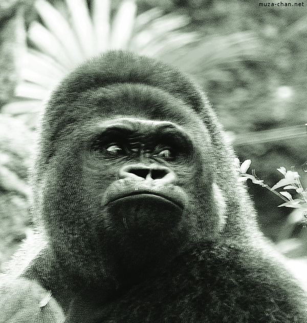 Ueno Zoo Gorilla