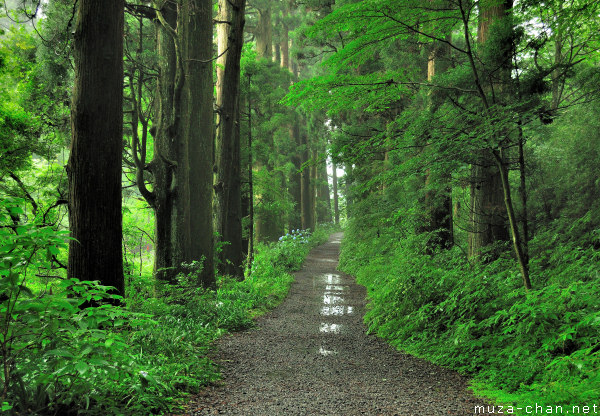 Cedar Trees along the old Tōkaidō road, Hakone