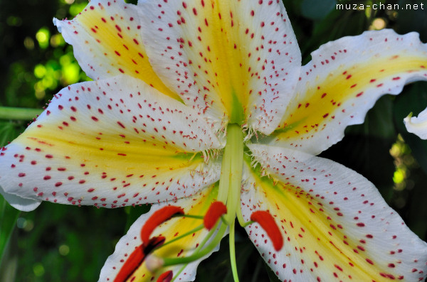 Japanese Lily (Lilium speciosum), Mount Takao, Tokyo Japanese Lily, Mount Takao, Tokyo