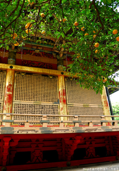 Orange Tree at Toshougu Shrine, Ueno, Tokyo Orange Tree at Toshougu Shrine, Ueno, Tokyo