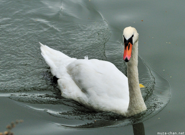 Swan from Imperial Palace