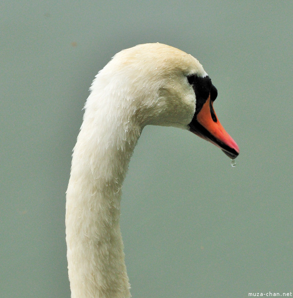 Swan from Imperial Palace