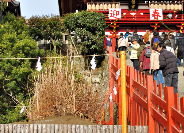 Ginkgo Tree, Tsurugaoka Hachimangu Shrine, Kamakura The replanted Ginkgo Tree from Tsurugaoka Hachimangu Shrine, Kamakura