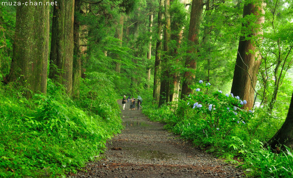 Cedar Trees, old Tōkaidō road, Hakone