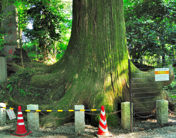 Octopus cedar, Takao-san, Hachioji, Tokyo