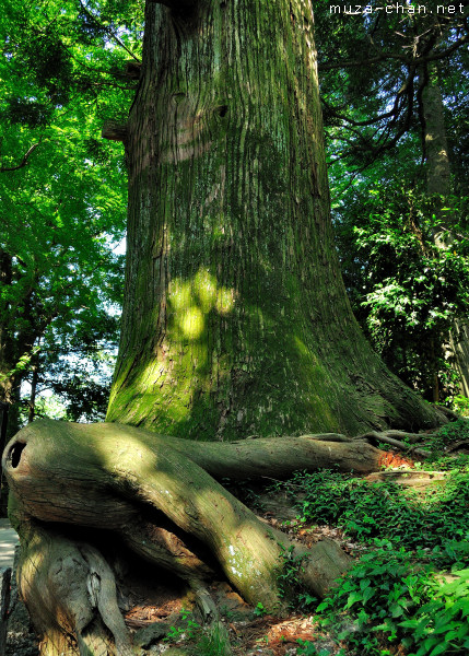 Octopus cedar, Takao-san, Hachioji, Tokyo