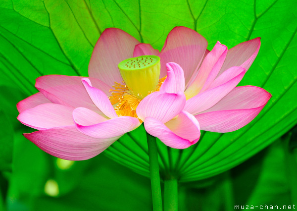 Red Lotus Red Lotus