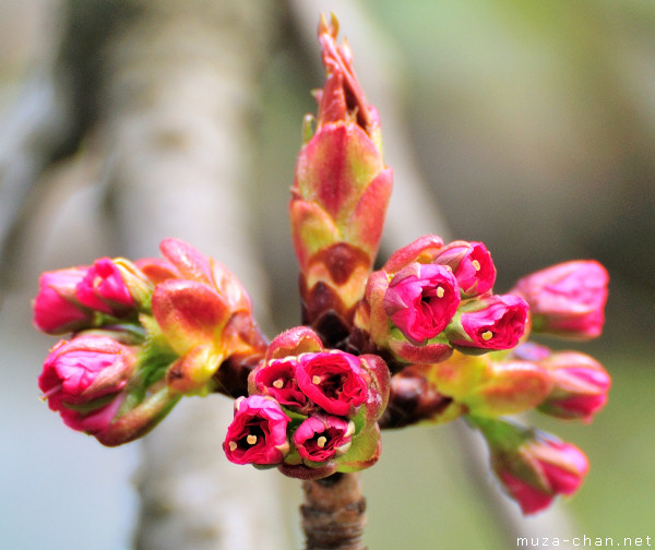 Sakura bud Sakura bud