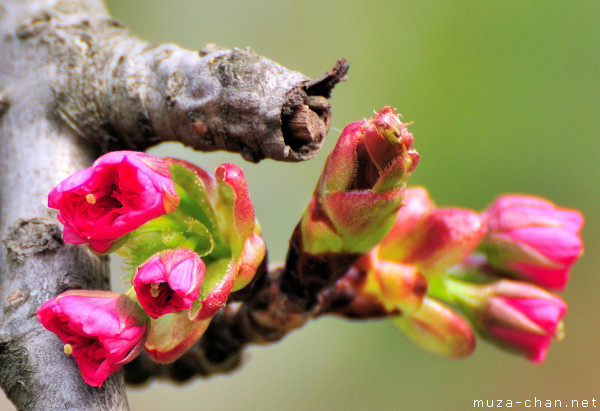 Sakura bud Sakura bud