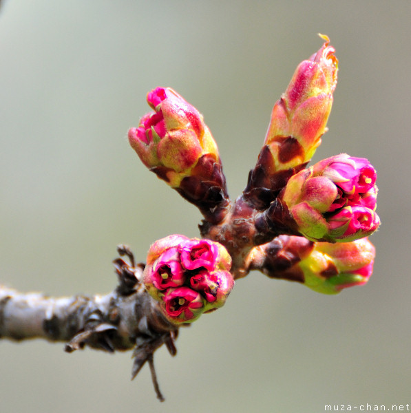 Sakura bud Sakura bud