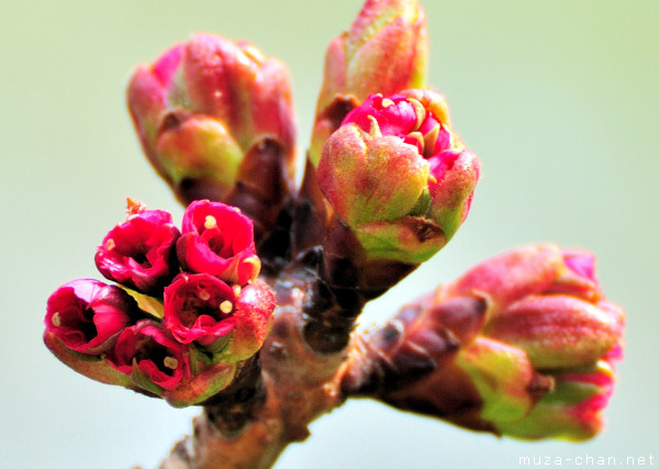 Sakura bud Sakura bud