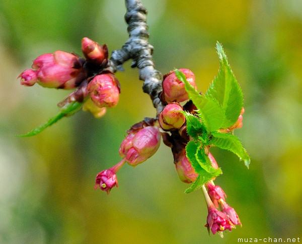 Sakura bud Sakura bud