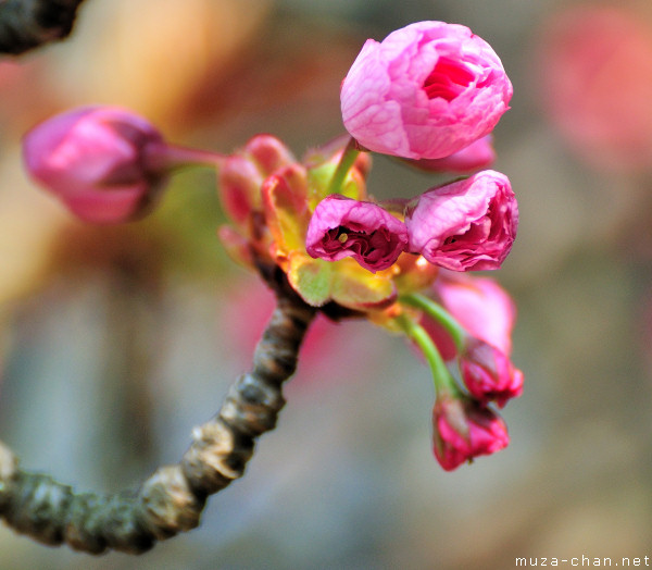 Sakura bud Sakura bud