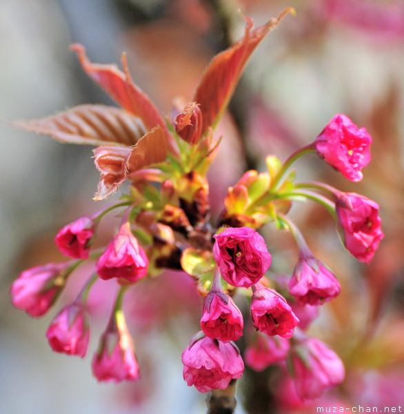 Sakura bud Sakura bud