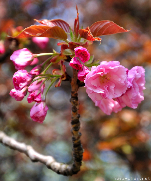 Sakura flower Sakura flower