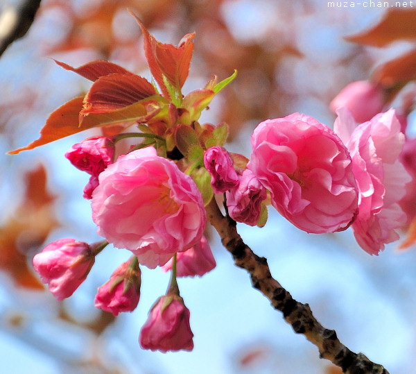 Sakura flower Sakura flower